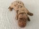 Dachshund Puppies for sale in Windsor, NY 13865, USA. price: NA