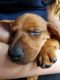Dachshund Puppies for sale in Tallahassee metropolitan area, FL, USA. price: NA
