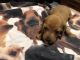 Dachshund Puppies for sale in Freeland, MI 48623, USA. price: NA