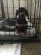 Dachshund Puppies for sale in Owasso, OK, USA. price: NA