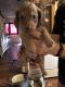 Dachshund Puppies for sale in Cody, WY 82414, USA. price: NA