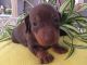 Dachshund Puppies for sale in Windsor, NY 13865, USA. price: NA