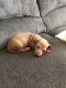 Dachshund Puppies for sale in Clinton, TN 37716, USA. price: NA