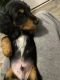 Dachshund Puppies for sale in Fayetteville, NC 28314, USA. price: $700