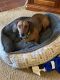 Dachshund Puppies for sale in Southbridge, MA, USA. price: $400
