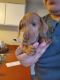 Dachshund Puppies for sale in Colorado Springs, CO, USA. price: NA