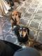 Dachshund Puppies for sale in Oceano, CA, USA. price: NA