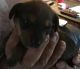 Dachshund Puppies for sale in Oceano, CA, USA. price: $700