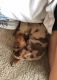 Dachshund Puppies for sale in 16220 N 7th St, Phoenix, AZ 85022, USA. price: NA