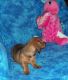 Dachshund Puppies for sale in Alameda, CA, USA. price: NA
