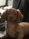 Dachshund Puppies for sale in Kissimmee, FL, USA. price: NA