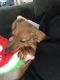 Dachshund Puppies for sale in Liverpool, NY 13090, USA. price: NA