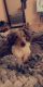 Dachshund Puppies for sale in Virginia Beach, VA, USA. price: $1,500