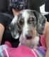 Dachshund Puppies for sale in Whitman, MA 02382, USA. price: $2,500