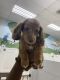 Dachshund Puppies for sale in Woodbridge Township, NJ, USA. price: $3,000