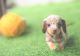 Dachshund Puppies for sale in Hunter Moor, 26446 Friedeburg, Germany. price: 800 EUR