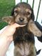Dachshund Puppies for sale in Harrisburg, IL 62946, USA. price: $1,400