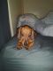 Dachshund Puppies for sale in New York, NY, USA. price: $900