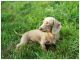 Dachshund Puppies for sale in Troy, ME, USA. price: $800