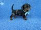 Dachshund Puppies for sale in La Habra Heights, CA, USA. price: NA