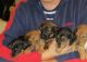 Dachshund Puppies for sale in Denver, CO 80219, USA. price: NA