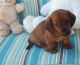 Dachshund Puppies for sale in 33010 Dever Conner Rd NE, Albany, OR 97321, USA. price: NA