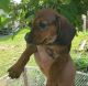 Dachshund Puppies for sale in Jacksonville, FL 32216, USA. price: $1,200