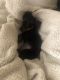 Dachshund Puppies for sale in Cranford, NJ, USA. price: $500