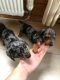 Dachshund Puppies for sale in Louisiana, MO 63353, USA. price: NA