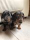 Dachshund Puppies for sale in New Orleans, LA, USA. price: $900