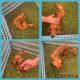 Dachshund Puppies for sale in Capron, VA 23829, USA. price: $500