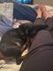 Dachshund Puppies for sale in Waconia, MN 55387, USA. price: NA