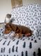 Dachshund Puppies for sale in Jefferson, OR, USA. price: NA