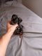 Dachshund Puppies for sale in 10 Redwood Dr, Cheektowaga, NY 14225, USA. price: $1,300