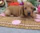 Dachshund Puppies for sale in Milwaukee, WI, USA. price: $500