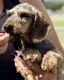 Dachshund Puppies for sale in Albany, GA, USA. price: NA