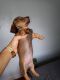 Dachshund Puppies for sale in 10 Redwood Dr, Cheektowaga, NY 14225, USA. price: $1,100
