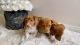 Dachshund Puppies for sale in Piccolo, Irvine, CA 92620, USA. price: NA