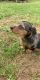 Dachshund Puppies for sale in Martinsburg, WV, USA. price: $2,700