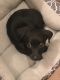 Dachshund Puppies for sale in Houston, TX, USA. price: $100