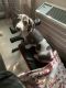 Dachshund Puppies for sale in The Bronx, NY, USA. price: NA