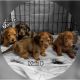 Dachshund Puppies for sale in Port Huron, MI, USA. price: NA