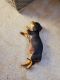 Dachshund Puppies for sale in Montclair, CA 91763, USA. price: $800