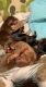 Dachshund Puppies for sale in Leadville, CO 80461, USA. price: NA