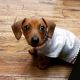 Dachshund Puppies for sale in Albemarle, NC 28001, USA. price: NA