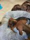 Dachshund Puppies for sale in Schertz, TX, USA. price: NA