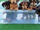 Dachshund Puppies for sale in Phoenix, AZ 85029, USA. price: NA