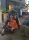 Dachshund Puppies for sale in Fayetteville, NC, USA. price: NA