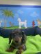 Dachshund Puppies for sale in Hollywood, FL, USA. price: NA