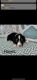 Dachshund Puppies for sale in 31050 LA-16, Denham Springs, LA 70726, USA. price: NA
